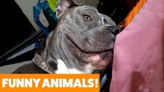 Adorable Pets You'll Just Fall In Love With! Funny Pet Videos 2019