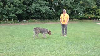 Aggressive German wire hair pointer.