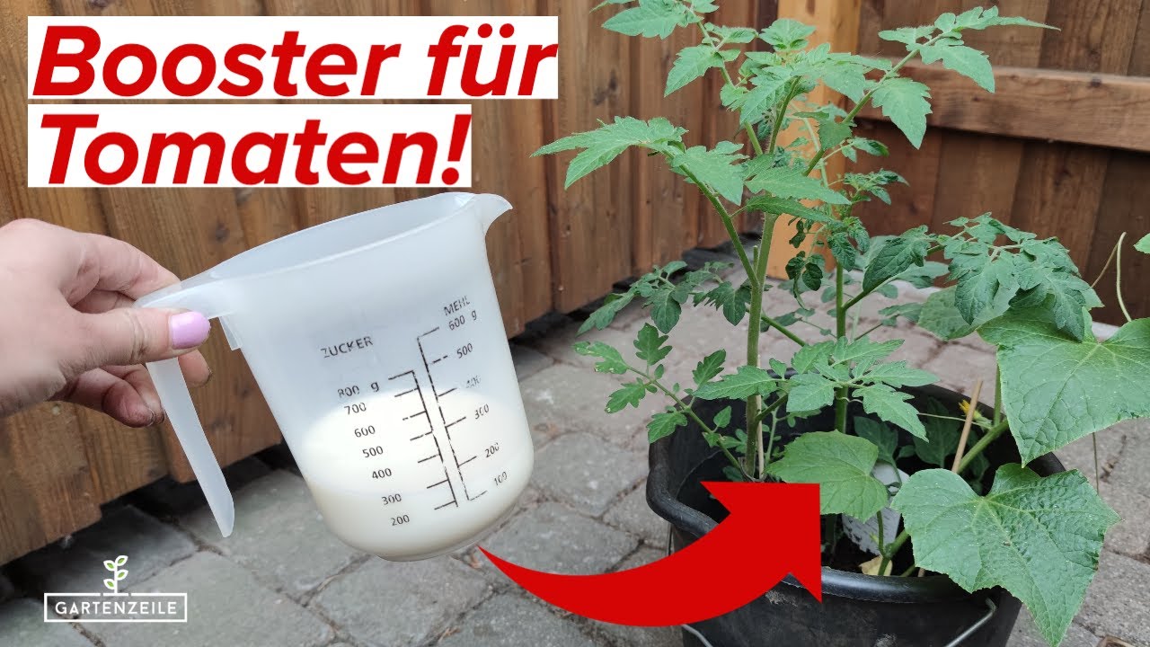 Cannabis Anbau: So steht es um meine Pflanzen!