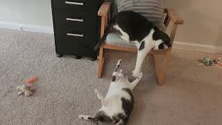 Cat Fight Scenes