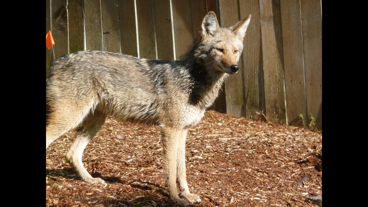 Coyote safety tips and info