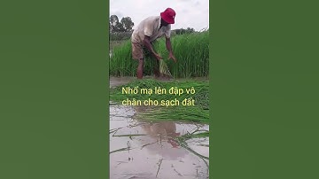 Góc quê đẹp, Xem chú ấy nhổ mạ lúa. #shorts