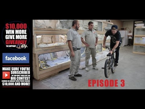 Jumping Our Way Through Reticulated Pythons : Episode 3