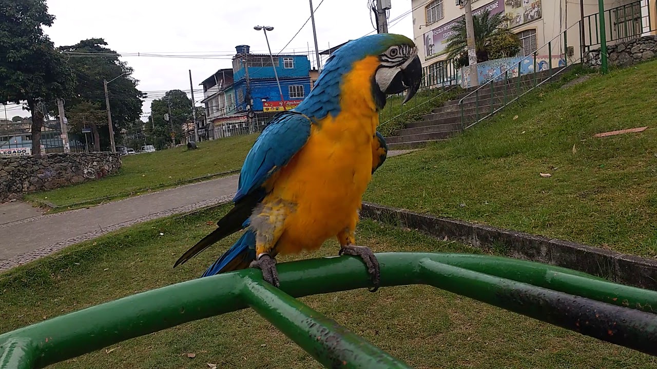 Criadores De Papagaios Autorizados Pelo Ibama