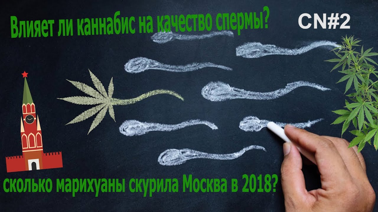 Как влияет марихуана на спермограмму Как влияет марихуана на спермограмму легализация марихуаны в амстердаме