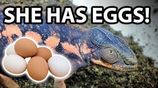 Everything you need to know about chameleon egg laying | How to set up a laying bin