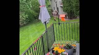 Squirrel hogs the bird feeder!