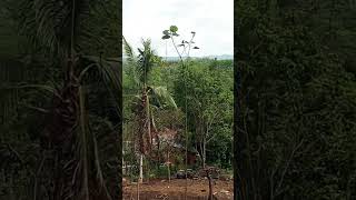 Download Lagu Suasana indah dan sejuk di pegunungan #music #perkebunan MP3 Download Lagu Suasana indah dan sejuk di pegunungan #music #perkebunan MP3