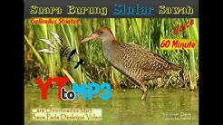Suara Burung Sintar - Slaty-legged crake (rallina eurizonoides)  - Durasi: 1:00:04. 