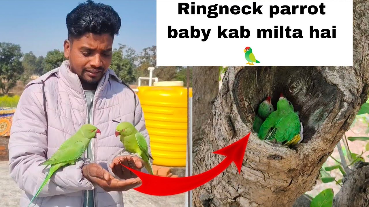 Ringneck parrot baby kab milta hai 🦜🥰.