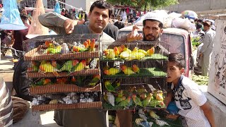 Birds Market Lalukhet Sunday Video Latest Update 30-4-23 in Urdu