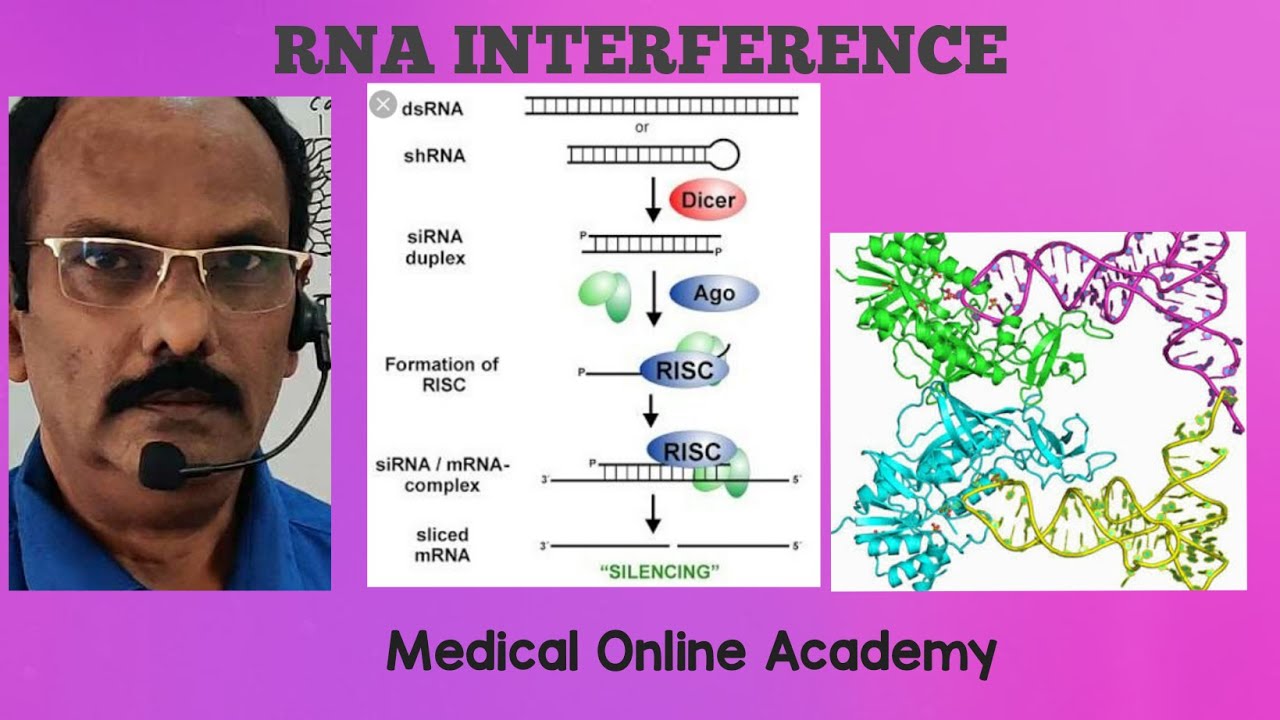 RNA INTERFERENCE - YouTube