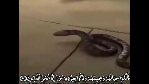قرآن كريم بصوت عبدالله الموسي ⚡🔊 أجمل حالات واتس اب دينية مقاطع دينية قصيرة مقاطع انستقرام دينية