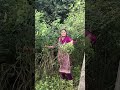 गाँव की हल्दी😆#minivlog#shortvideo#shortvideo#haldikapaudha#shortsfeed#@Nishavlog-42