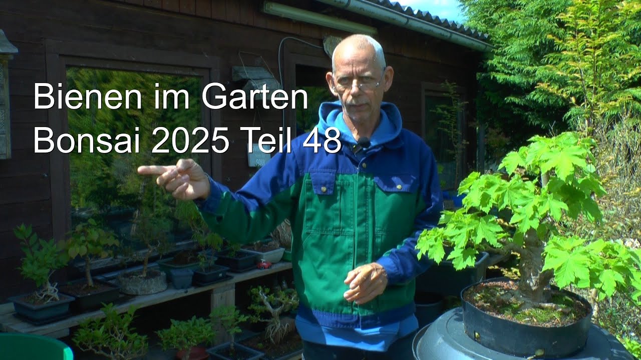 Bonsai Teil 48 Diebe im Garten. Katastrophe Wasser weg. Düngen mal anders und Bonsai