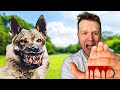 AGGRESSIVE GERMAN SHEPHERD ATTACKS ME! (REALITY DOG TRAINING)