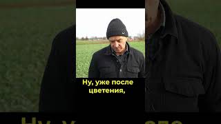 Без фунгицидов рапс не вытащить: вот схема #озимыйрапс #сельскоехозяйство #Спектр-Агро