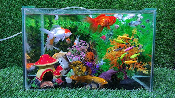 Tổng hợp các video cá cảnh đẹp, động vật dễ thương, vịt con, cá lau kiếng, cá hạc, cá ngựa,cá vẹt