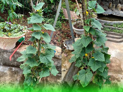 Video: Cách Trồng Dưa Chuột Antilles - Anguria (Cucumis Anguria) Trong Vườn