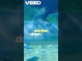 Deep Sea Mysteries Unveiled #facts #new #science #ai #reels