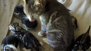 Kittens get solid food for the first time