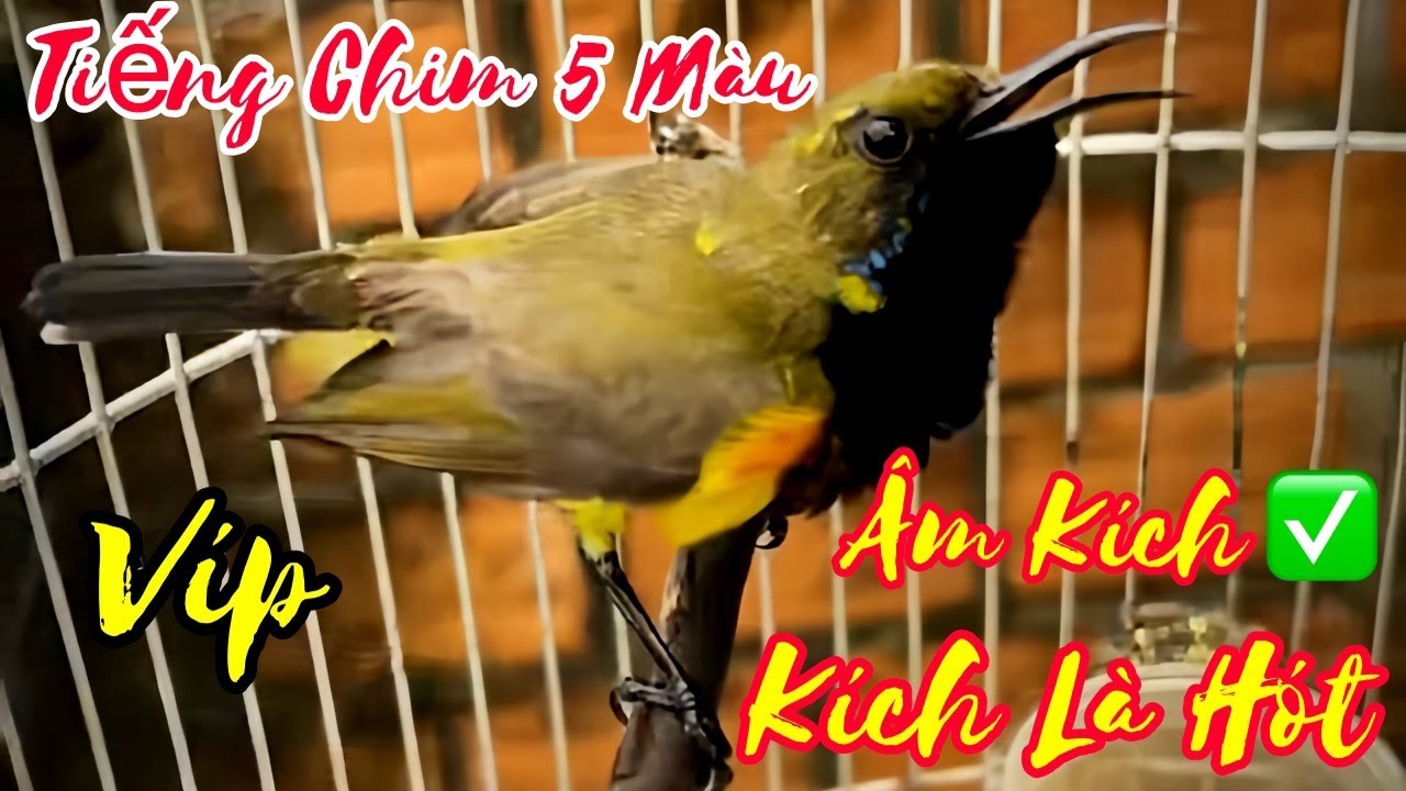 Tiếng Hút Mật 5 Màu Hót Đấu Kích Bổi | Âm Kích Bổi Cực Sung, Bẫy Loa Bẫy Loa Cực Nhạy Bổi