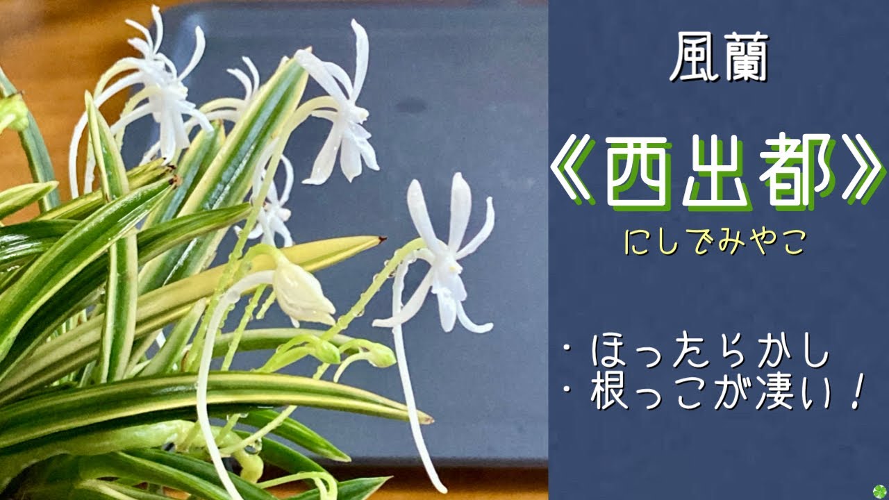 June 28, 2026 Fuuran/Fukiran 