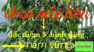 Chọn Cu Gáy Mồi Bền