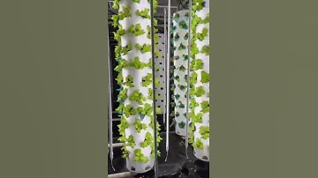 Lyine rotating hydroponic tower system makes growing plants easier and more eco-friendly#hydroponic