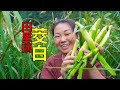 媳婦去摘茭白，採摘過程太用心，頭髮亂了都不顧 | Picking water bamboo shoots in the field