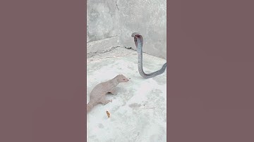 Black Cobra Can