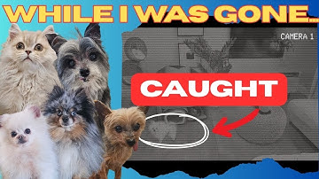 Now I know what my Pets do while I