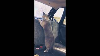 Что делает кот в машине? кот в сапогах