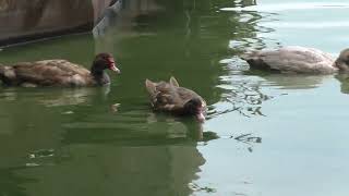 Мускусные  утки на прогулке  Muscovy ducks for a walk