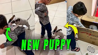 Little Boy Welcomes New Jack Russell Puppy