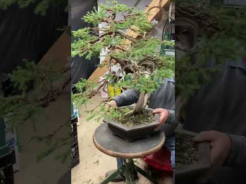 Video: Hemlock Budama: Hemlock Ağaçlarını Budamak İçin İpuçları
