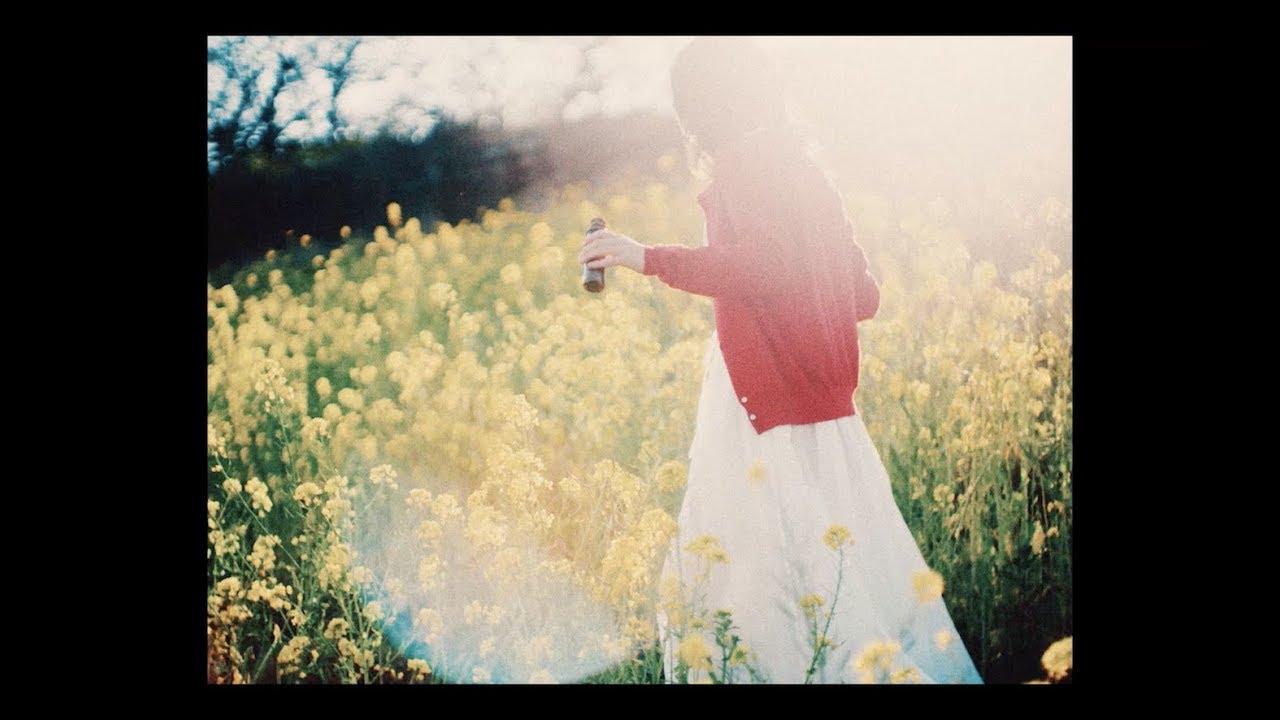 菜の花 白菜の花 白菜を収穫せずに放置すると春に菜の花のような黄色い