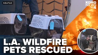Rescue flight moves 60+ animals from L.A. shelters to Seattle to help with wildfire impact
