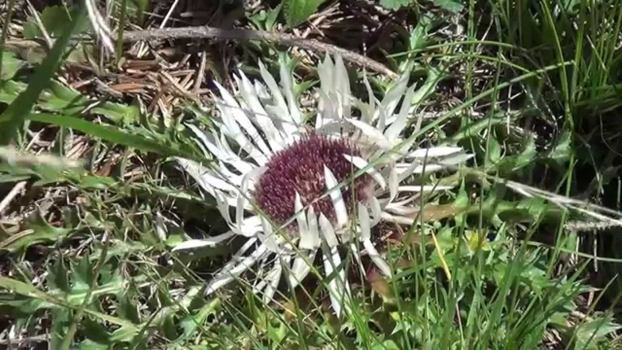 dziewięćsił    Carlina acaulis