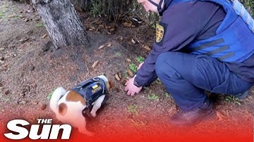 Sniffer dog helps Ukrainian army detect Russian explosive devices
