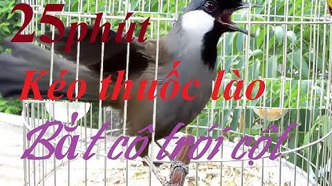 Khướu bạc má hót quá hay, kèm mái, KÉO THUỐC LÀO, luyện bánh tẻ, kích bổi, tập....