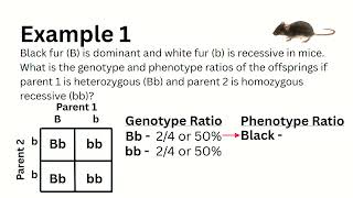 Science 10 - Lesson 2.6 - Punnett Squares 2026
