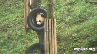 150328 Xiao Gong Zhu 小大熊猫小公主 Goes Up And Must Come Down