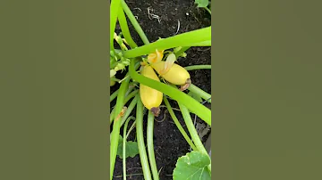 Checkin out the garden today #tomato #squash  #garden #grow #gardening #wholefoodiemom #green #fruit