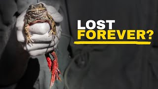 Rewilding the California Red Legged Frog