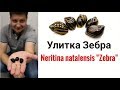 Улитка Зебра .Neritina Zebra.