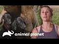 3 Complejos y dolorosos rescates de cachorros abandonados | Pit Bulls y convictos | Animal Planet