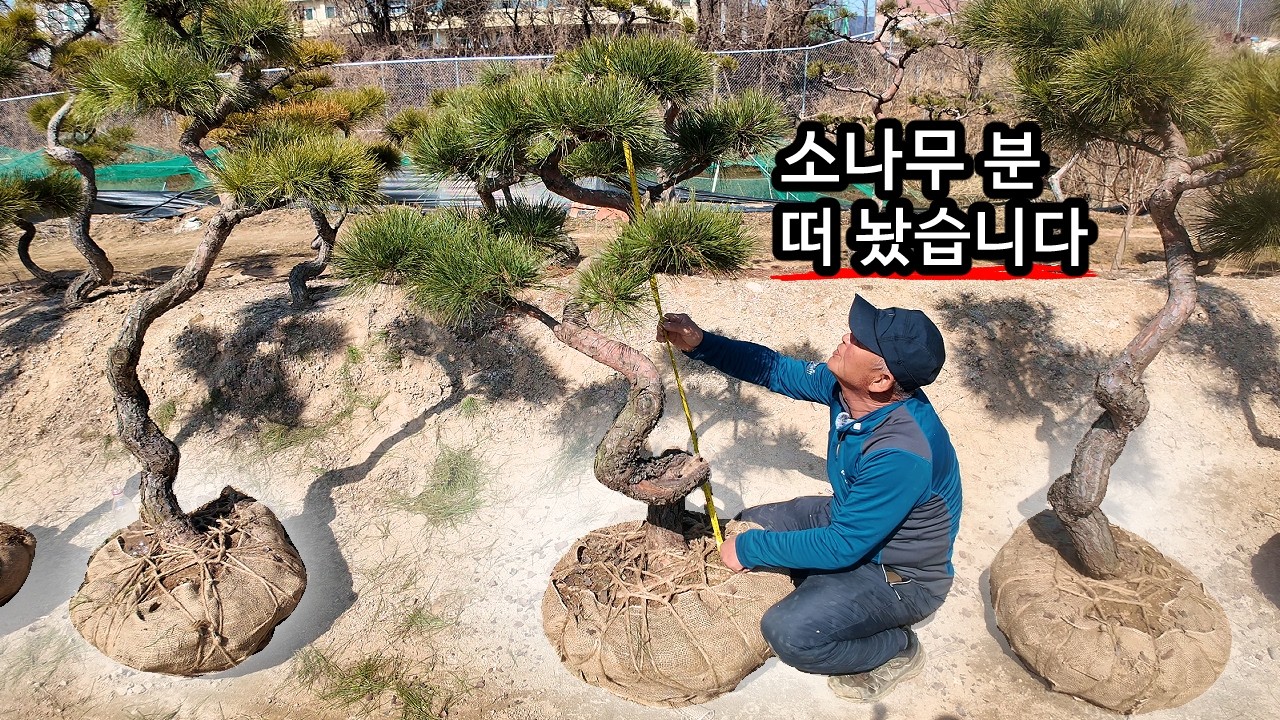 정원수 고민 중이세요? 잘 키운 적송 소나무 수고 측정 현장