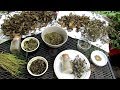 How to Harvest & Oven Dry Your Container Garden Herbs: Harvest, Drying & Fertilizing