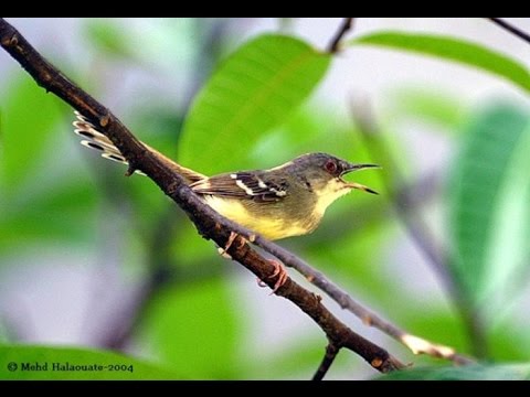 Goldfinch  Burung Ini Berkembang Biak di Balkon Apartemen 